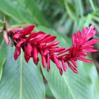 Alpinia purpurata (Vieill.) K.Schum.